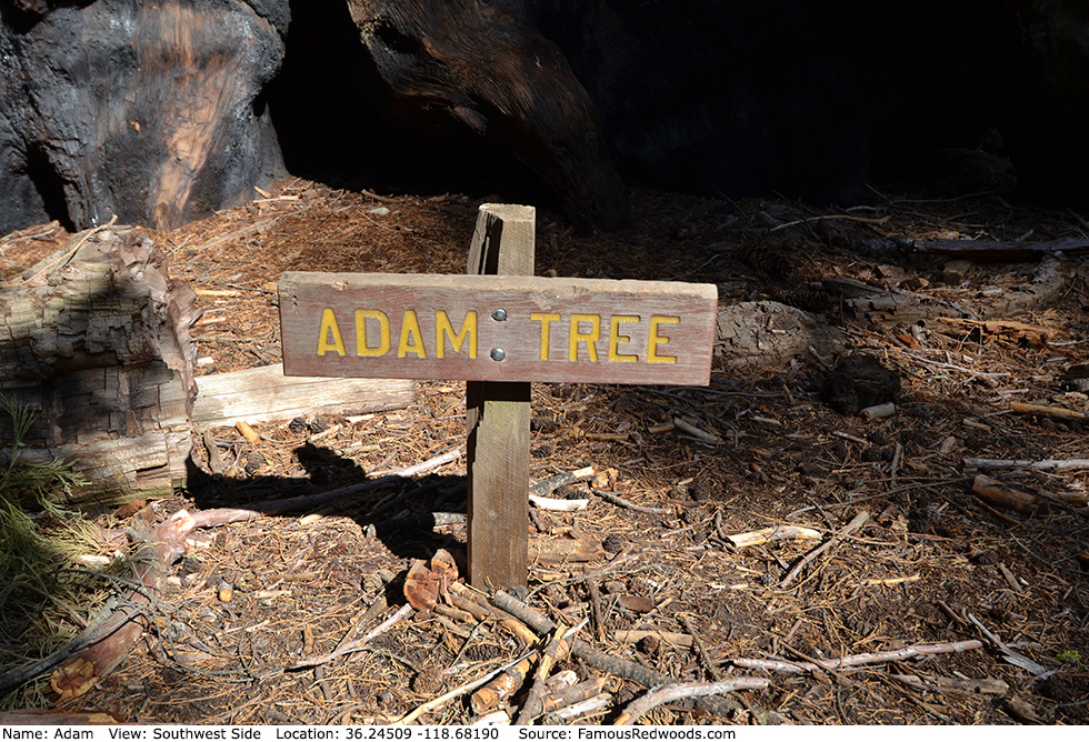 Adam Tree