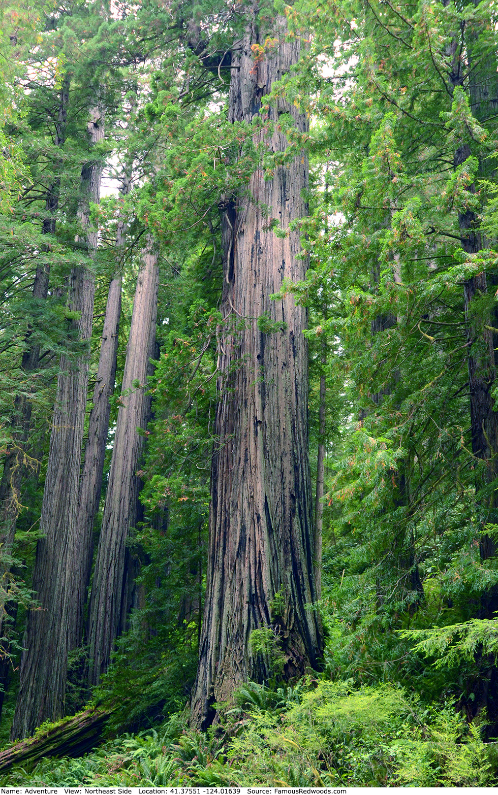 Adventure Tree