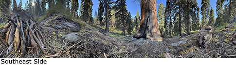 Alder Creek Giant Tree