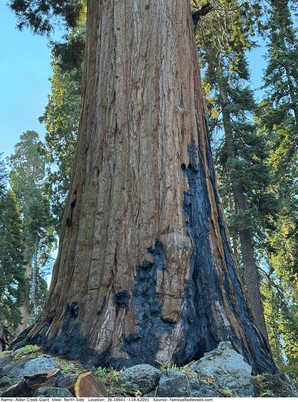 Alder Creek Giant Tree