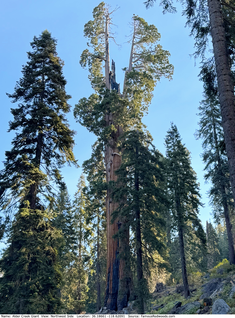 Alder Creek Giant Tree