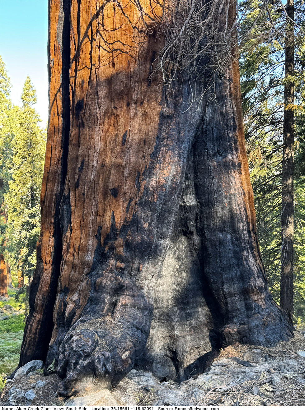 Alder Creek Giant Tree