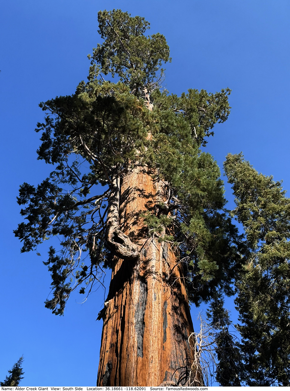 Alder Creek Giant Tree