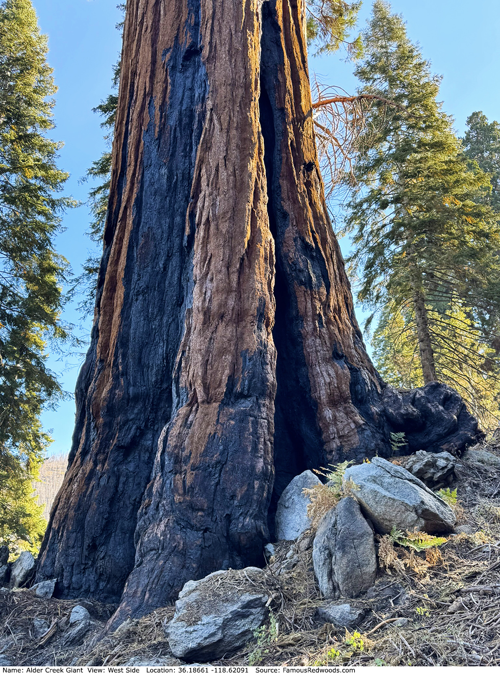 Alder Creek Giant Tree