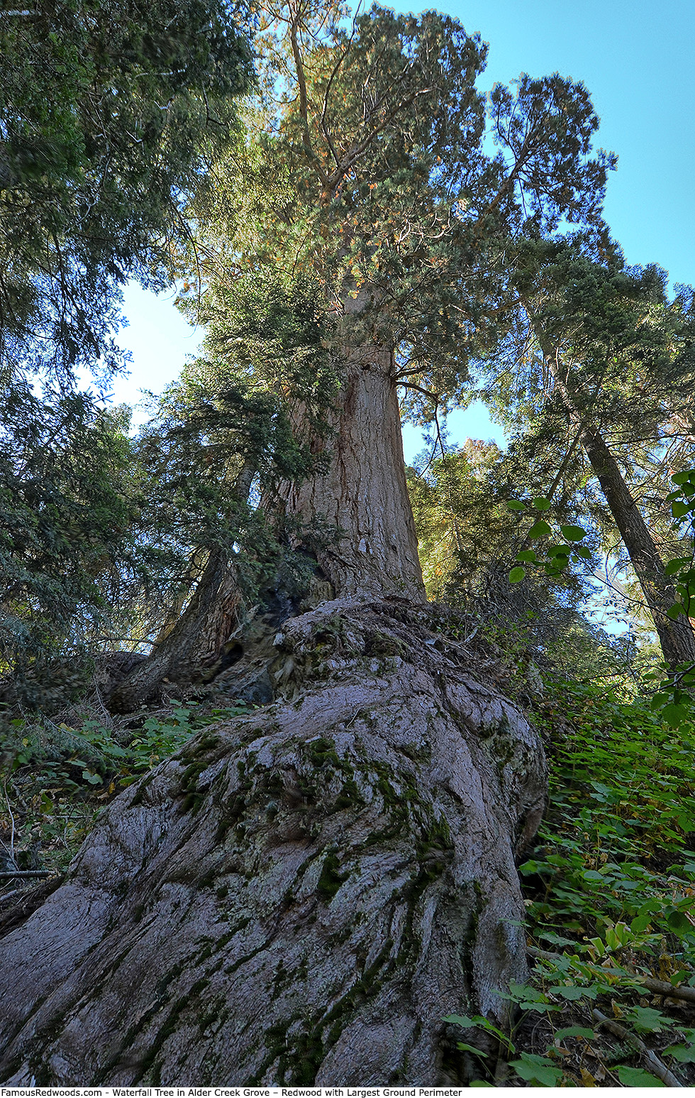 Alder Creek Grove - Waterfall Tree