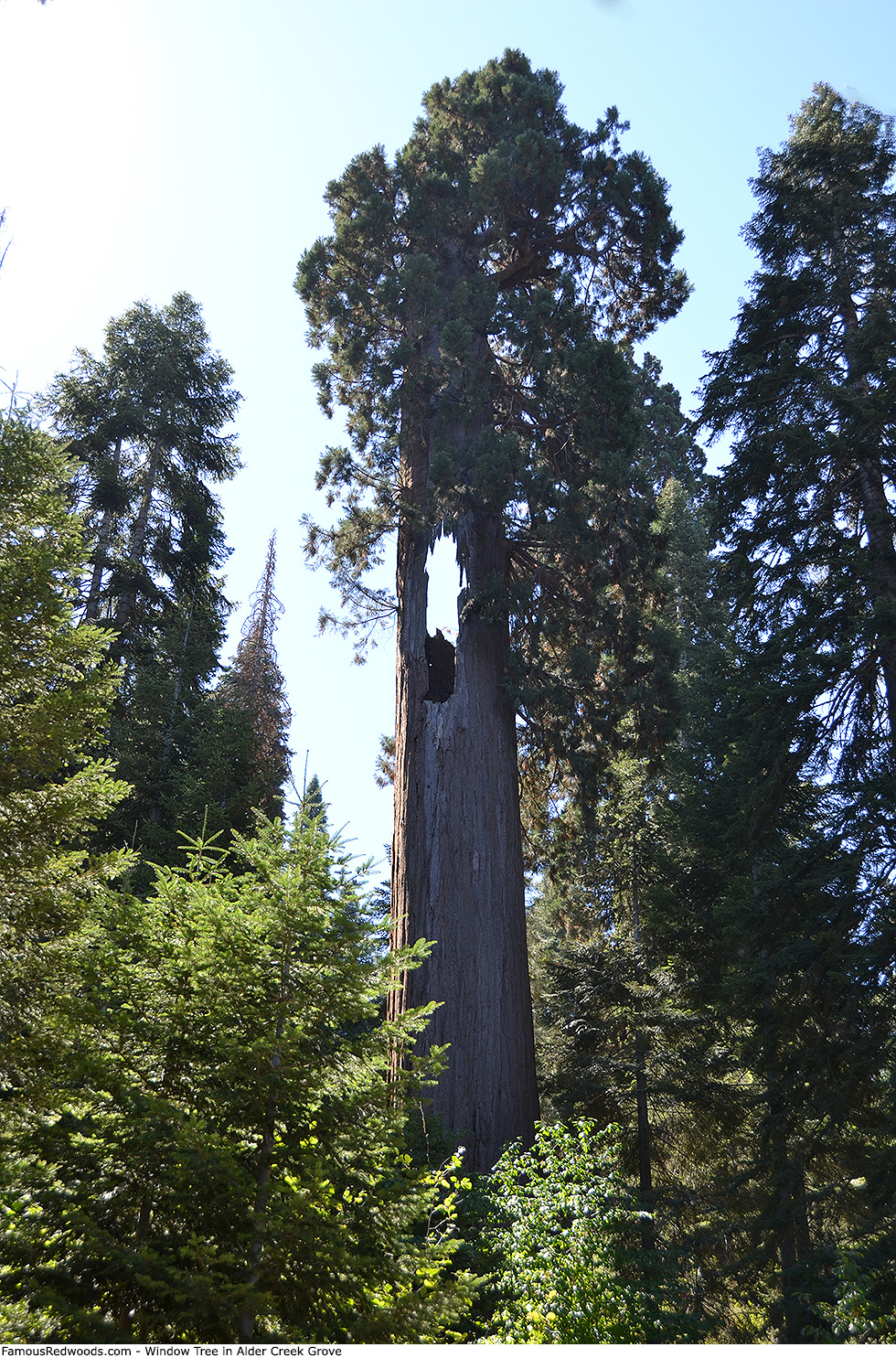 Alder Creek Grove - Window Tree