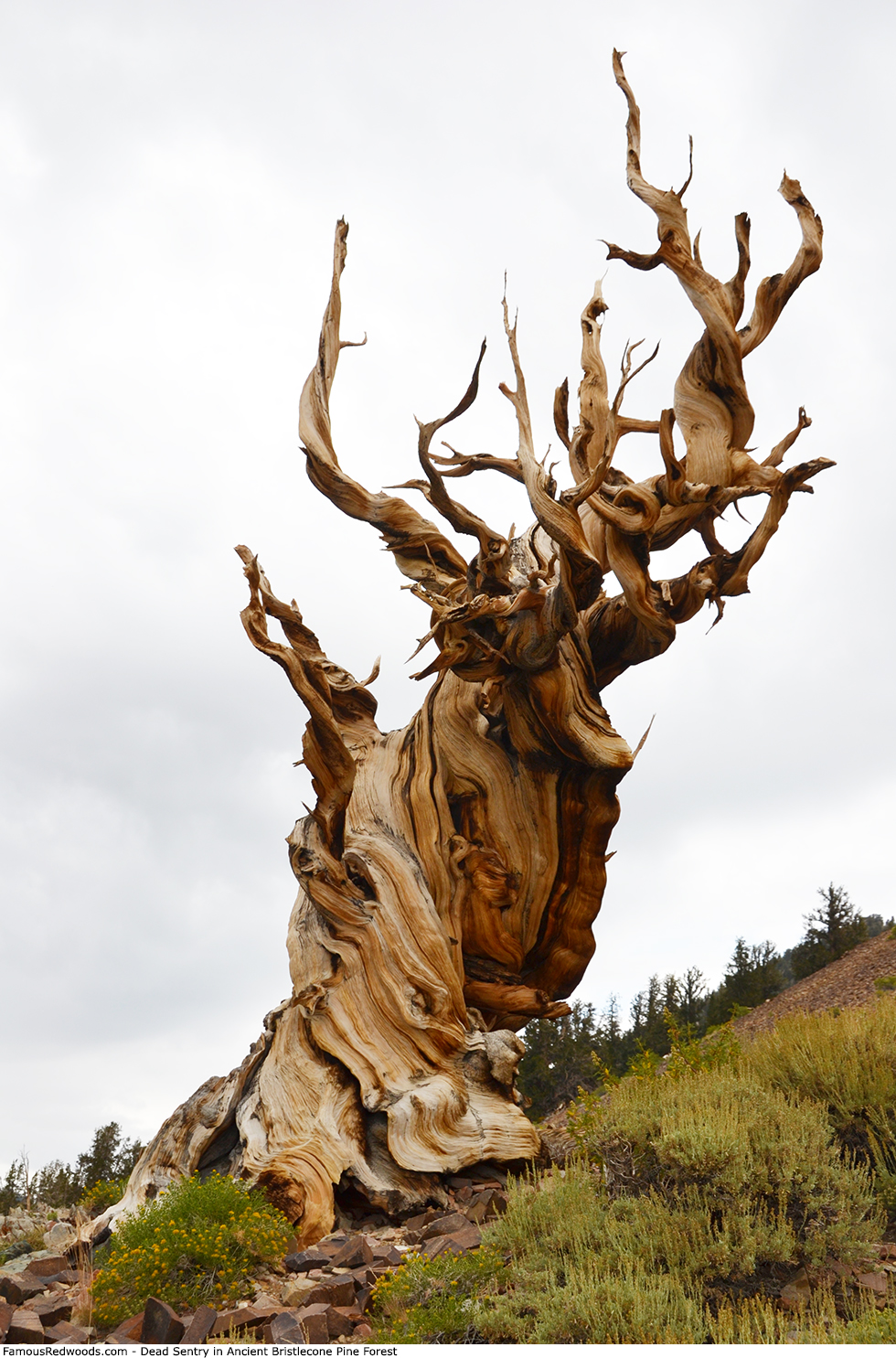 Ancient Bristlecone Pine Forest - Dead Sentry Tree