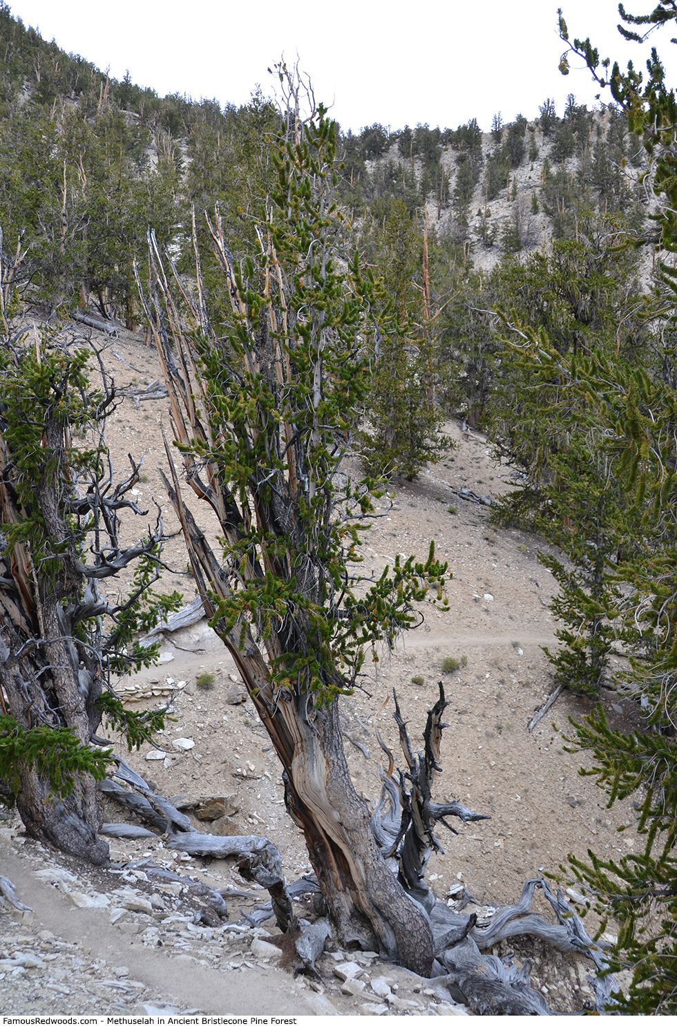 Ancient Bristlecone Pine Forest - Methuselah Tree