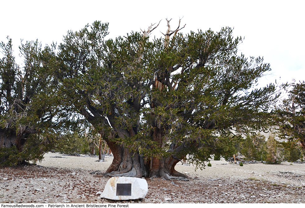 Ancient Bristlecone Pine Forest - Patriarch Tree