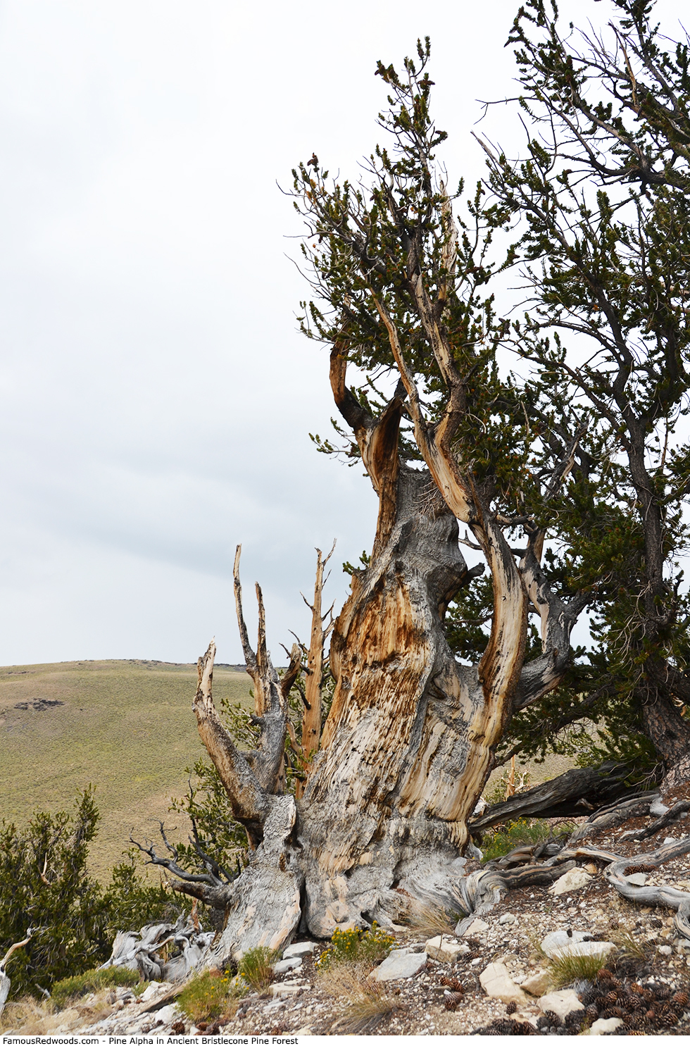 Ancient Bristlecone Pine Forest - Pine Alpha Tree