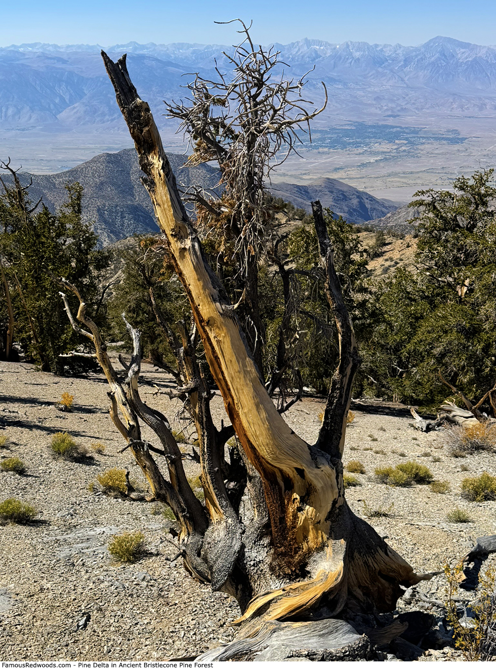 Ancient Bristlecone Pine Forest - Pine Delta Tree