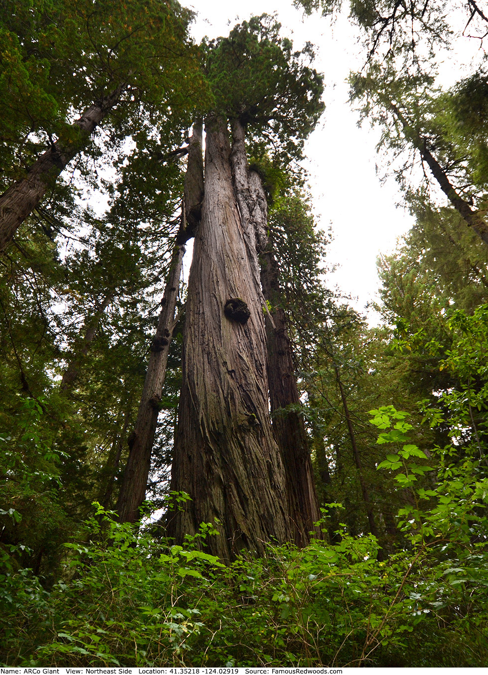 ARCo Giant Tree