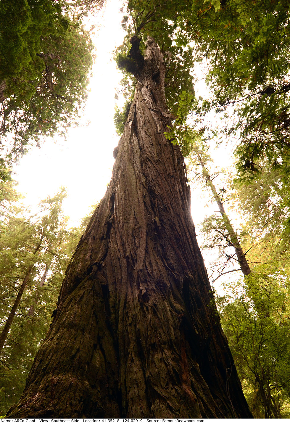 ARCo Giant Tree