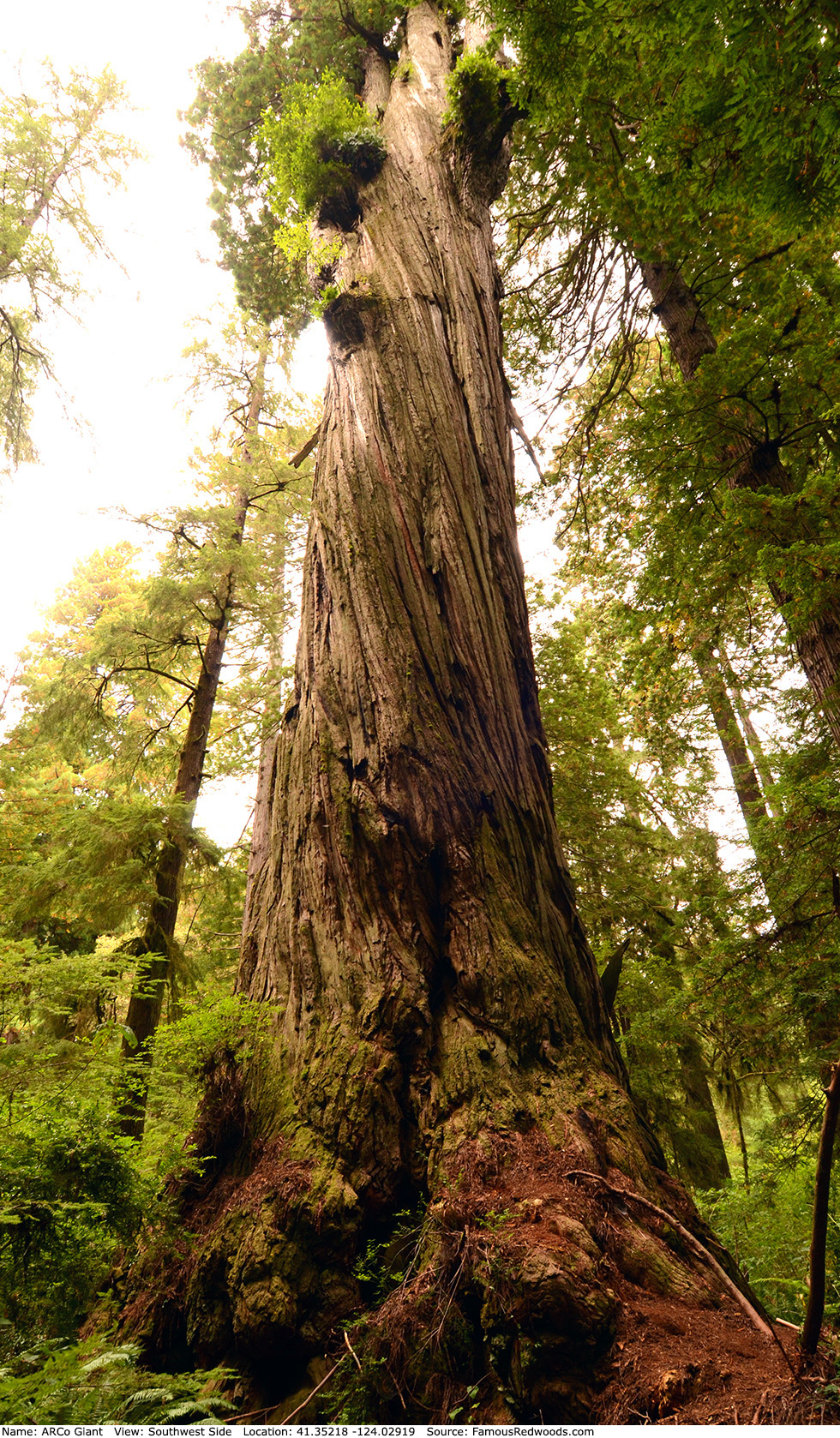 ARCo Giant Tree