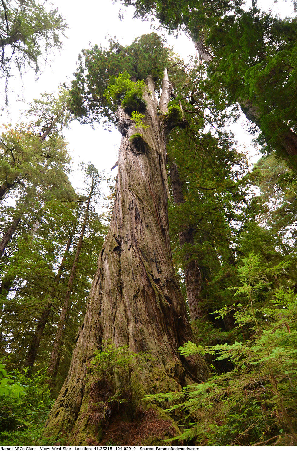 ARCo Giant Tree