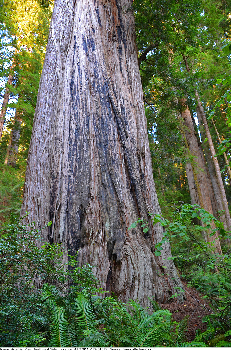 Artemis Tree