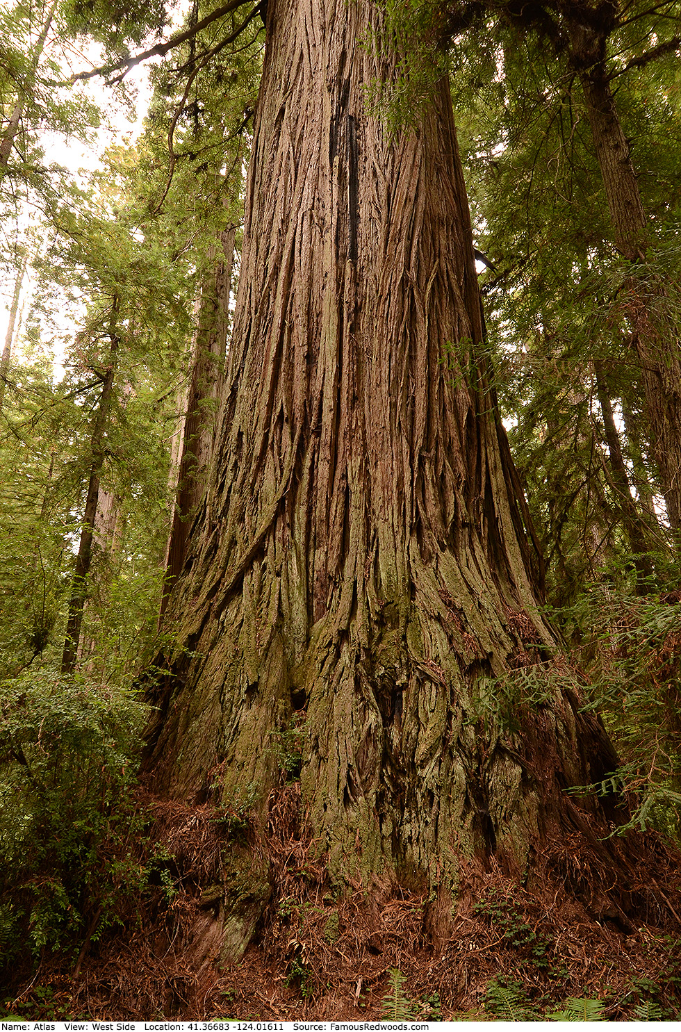 Atlas Tree - Famous Redwoods