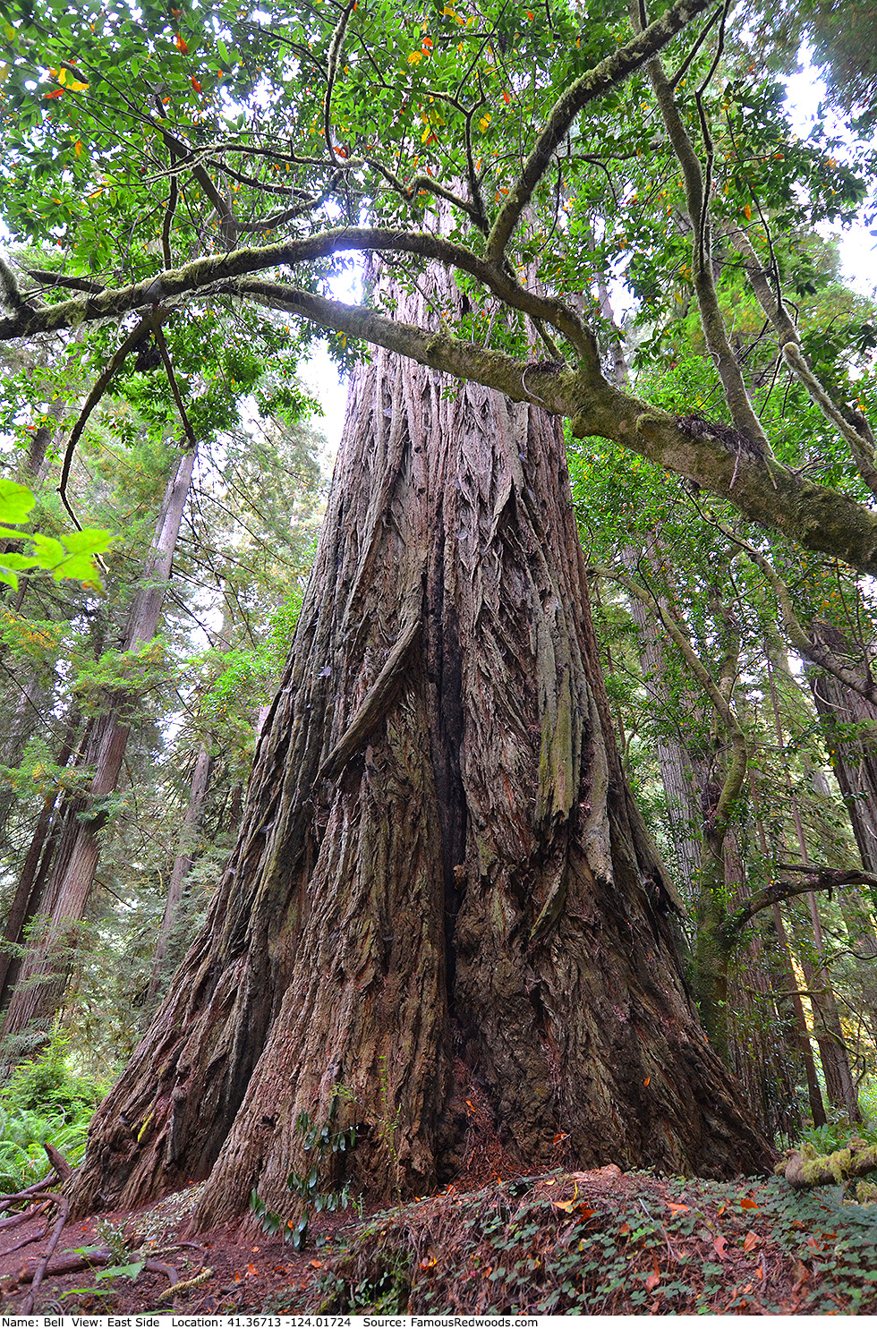 Bell Tree