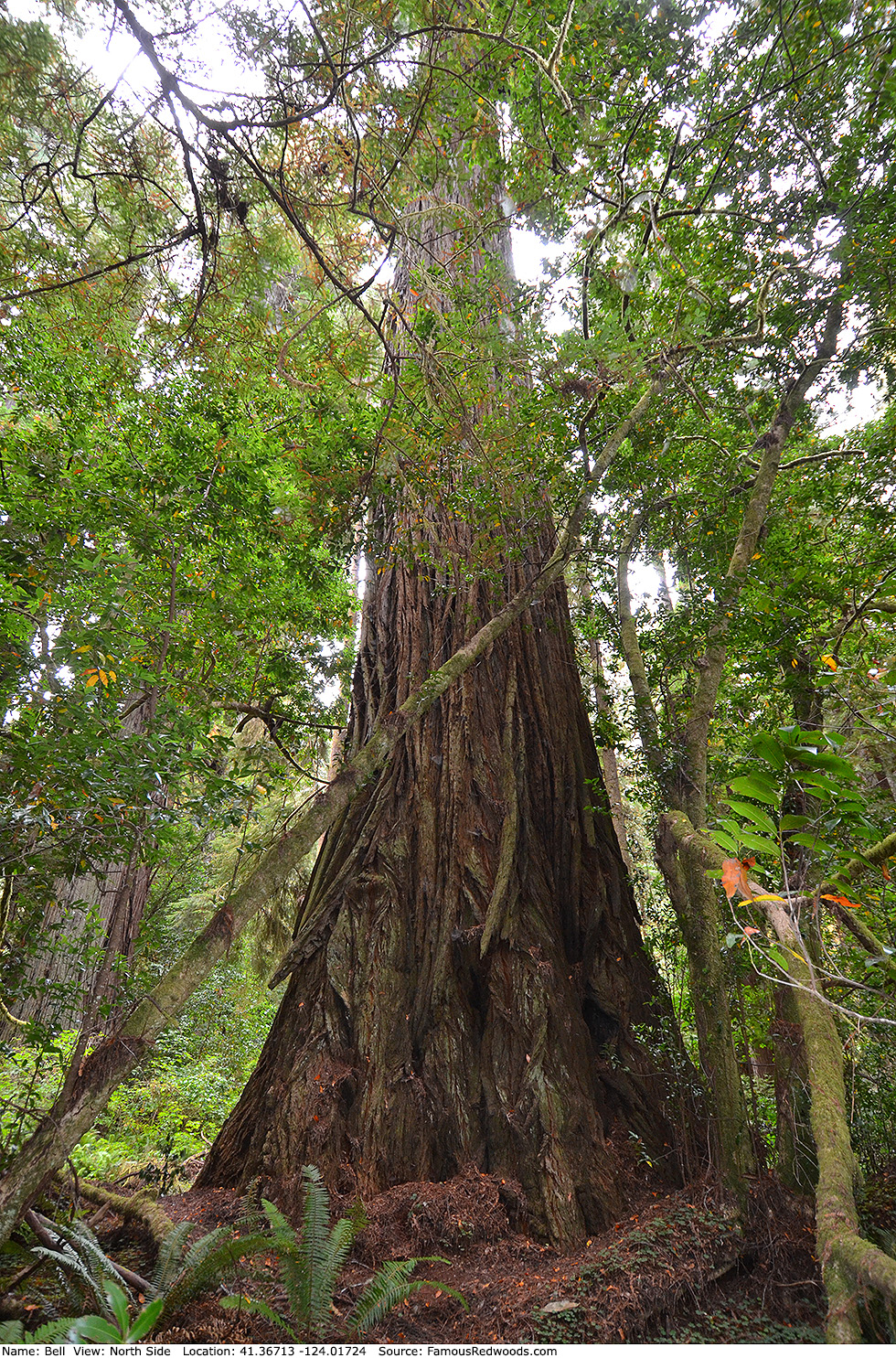 Bell Tree