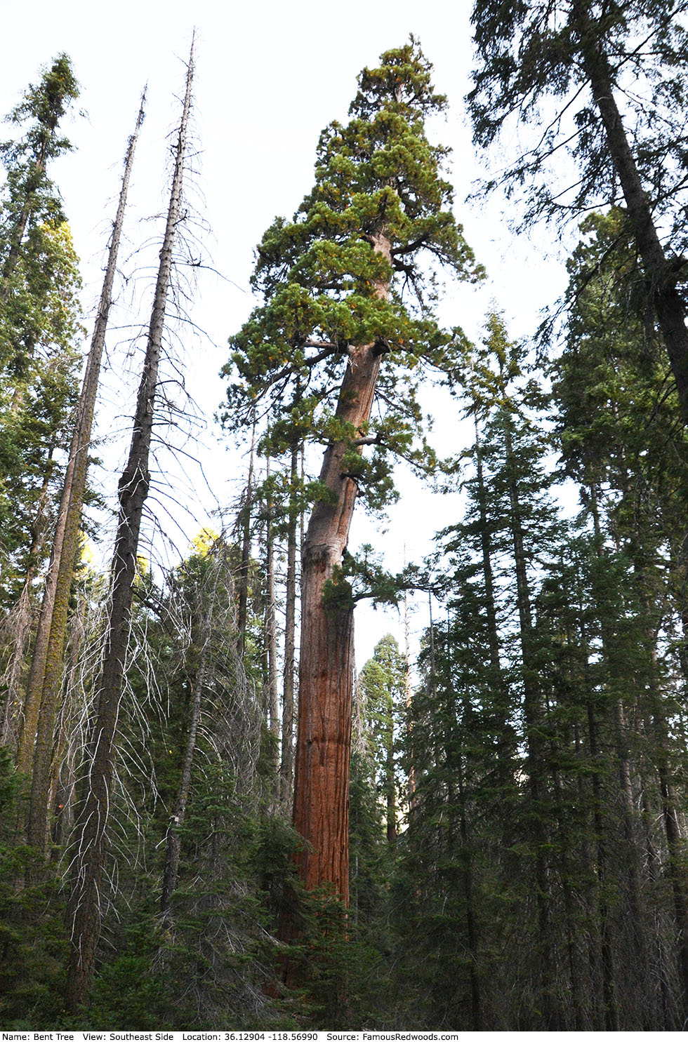 Bent Tree