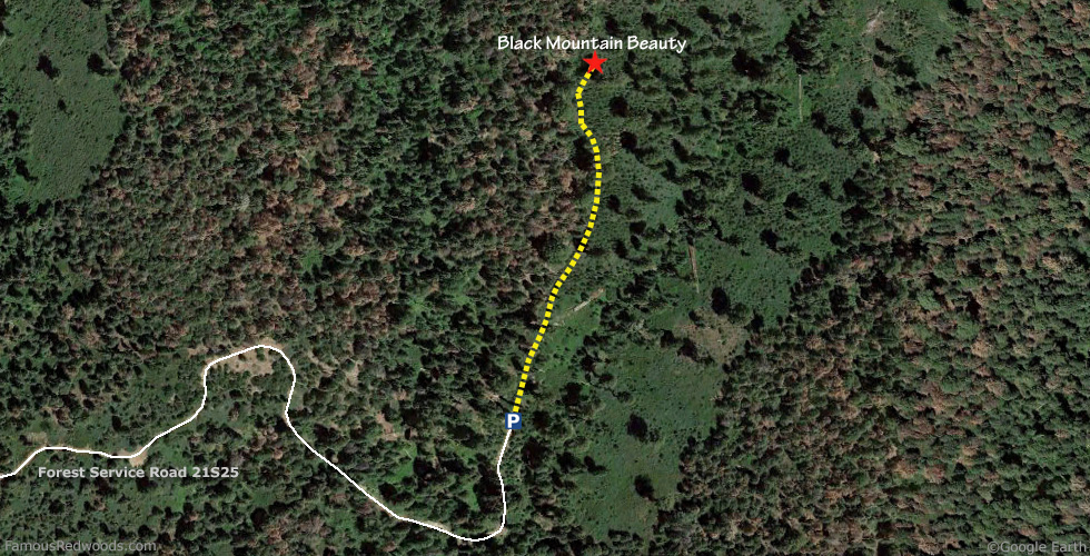 Black Mountain Tree Hike Map