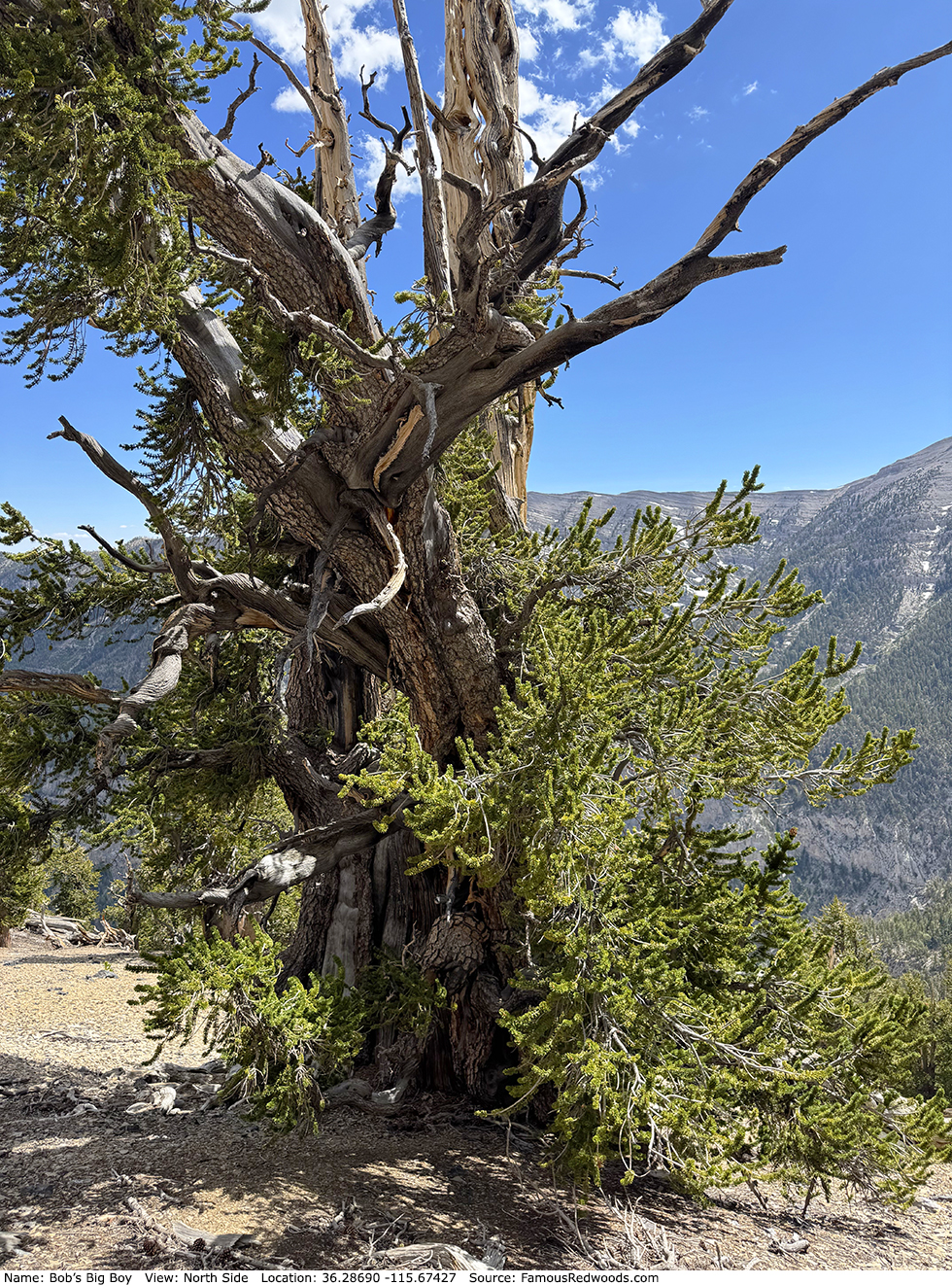 Bob's Big Boy Tree