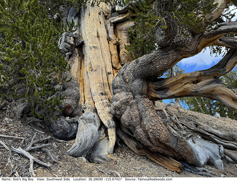Bob's Big Boy Tree
