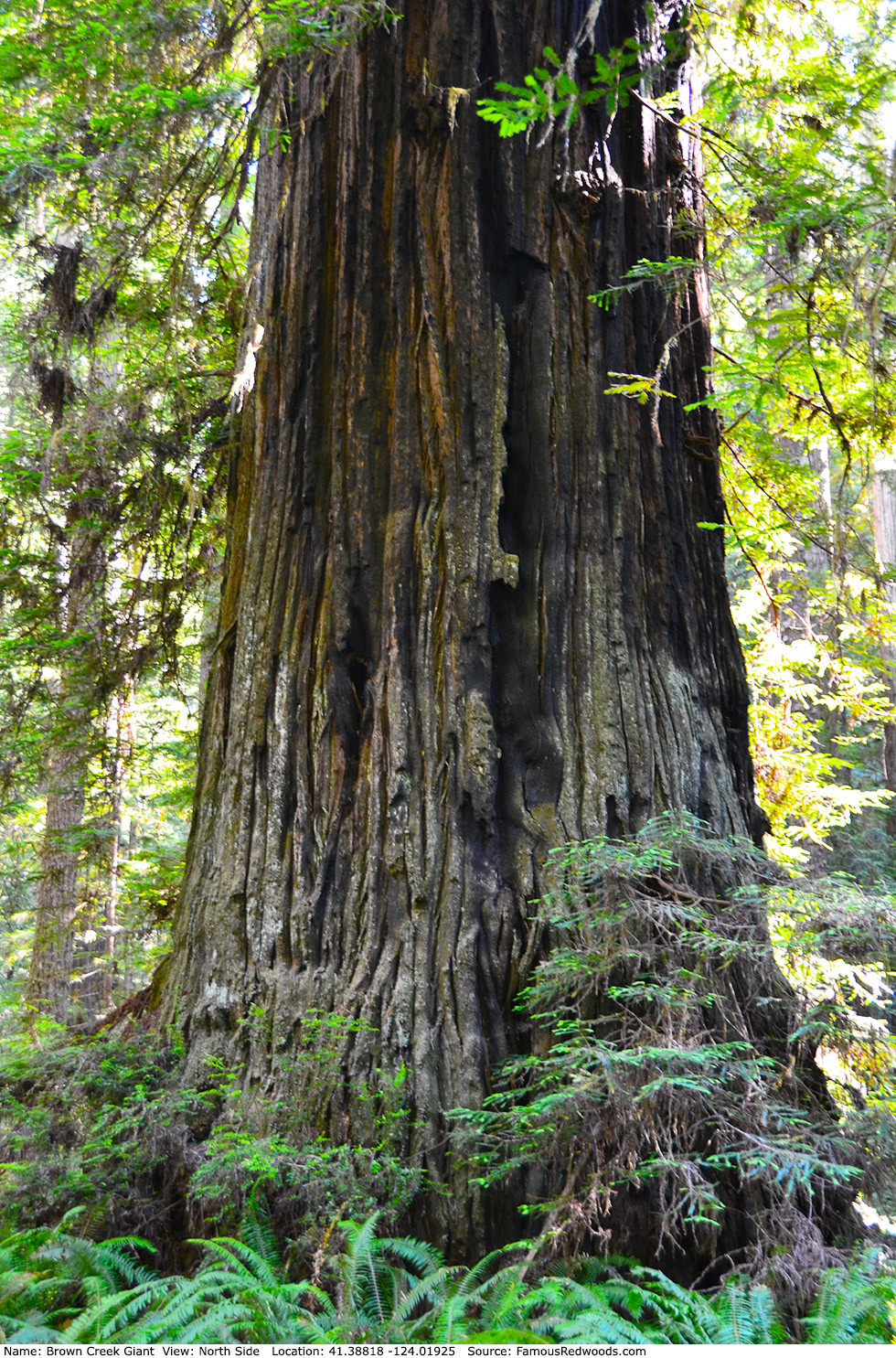 Brown Creek Giant Tree