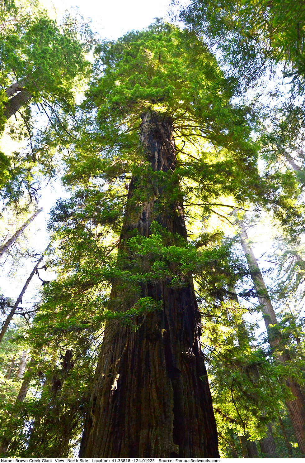 Brown Creek Giant Tree