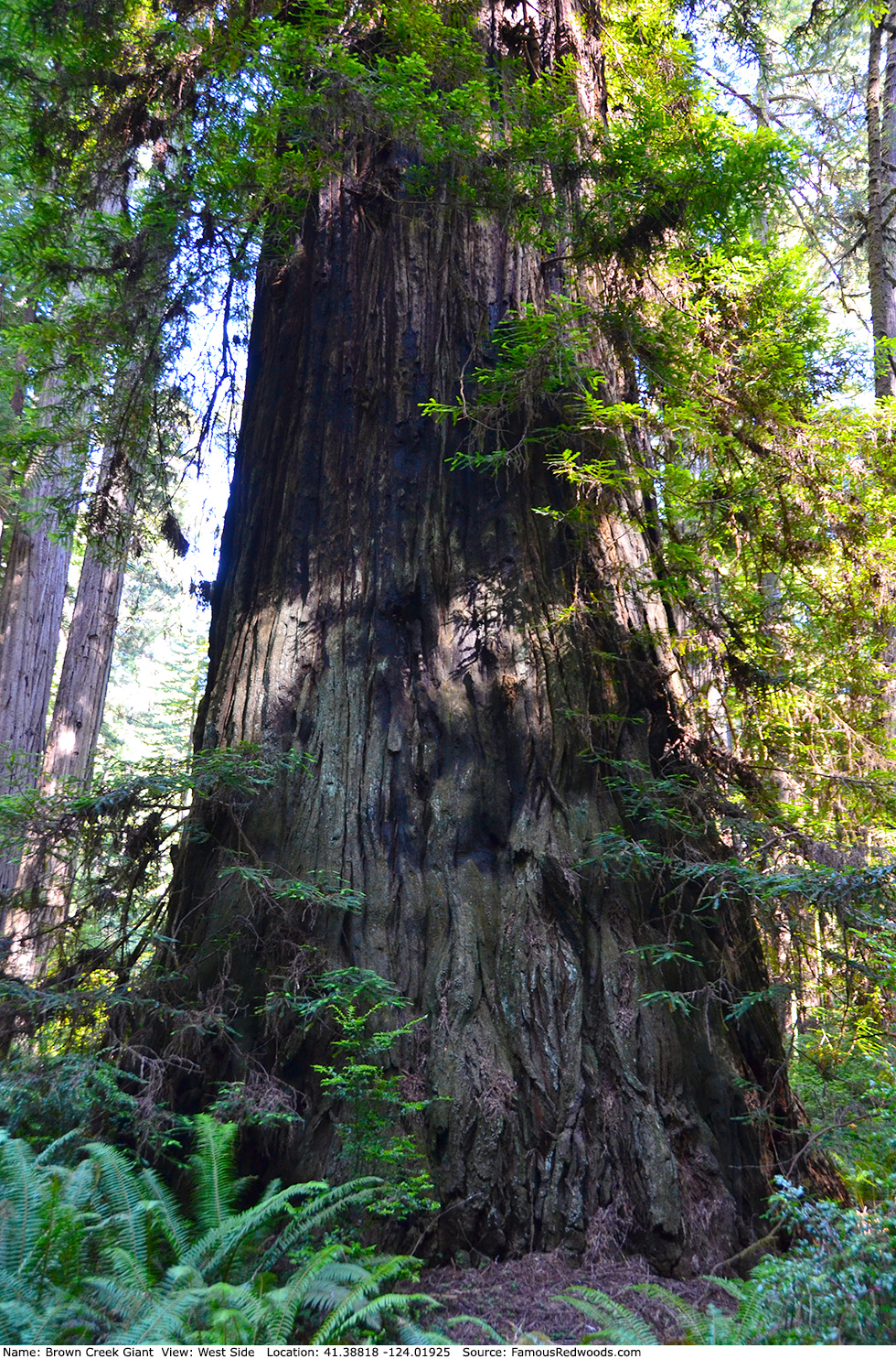 Brown Creek Giant Tree