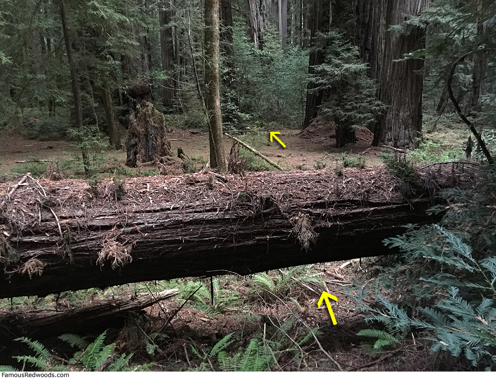 Bull Creek Giant Tree Famous Redwoods