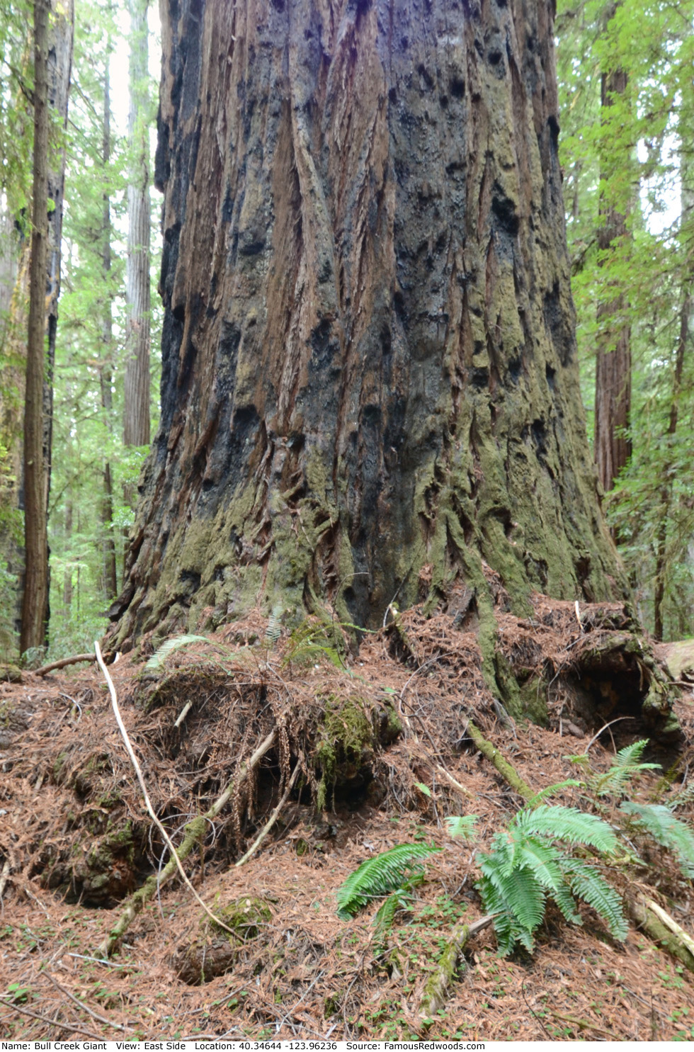 Bull Creek Giant Tree