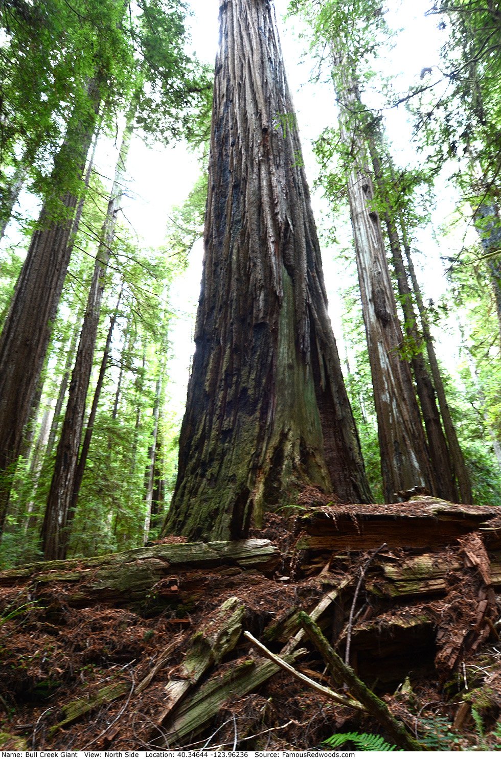 Bull Creek Giant Tree