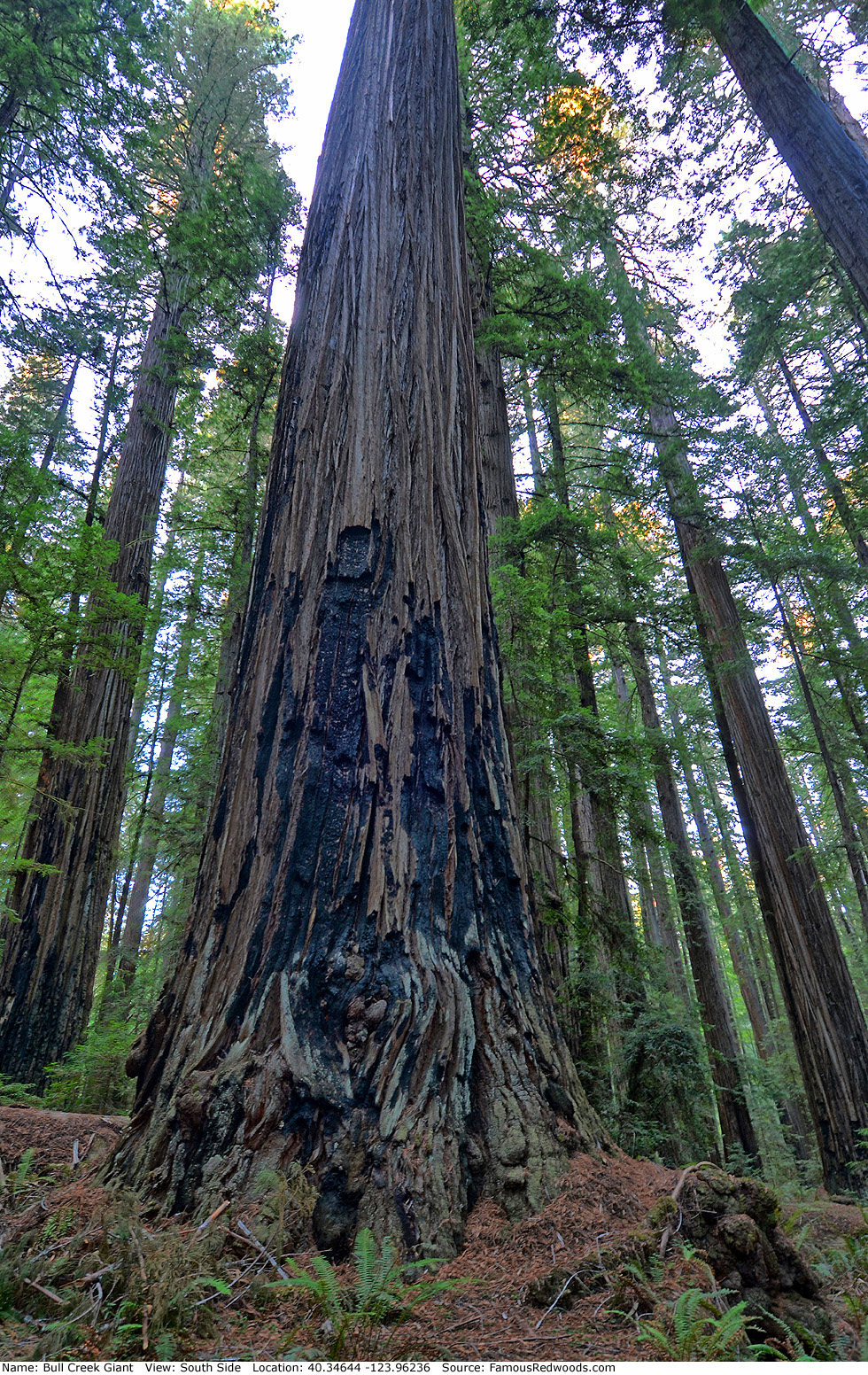 Bull Creek Giant Tree