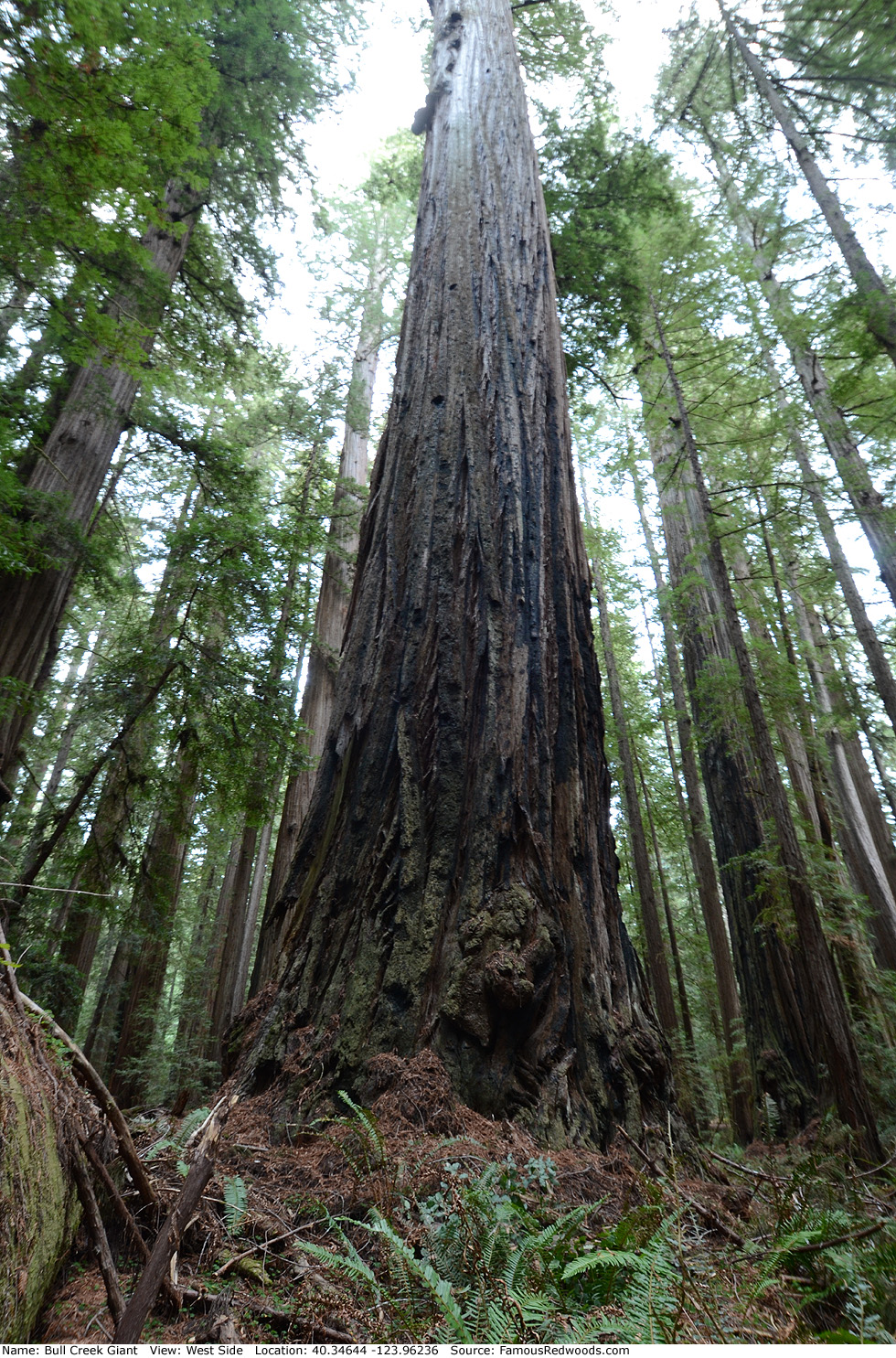 Bull Creek Giant Tree