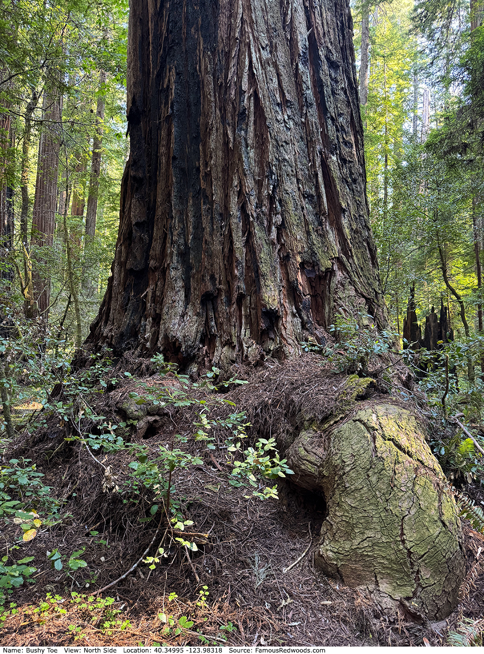 Bushy Toe Tree