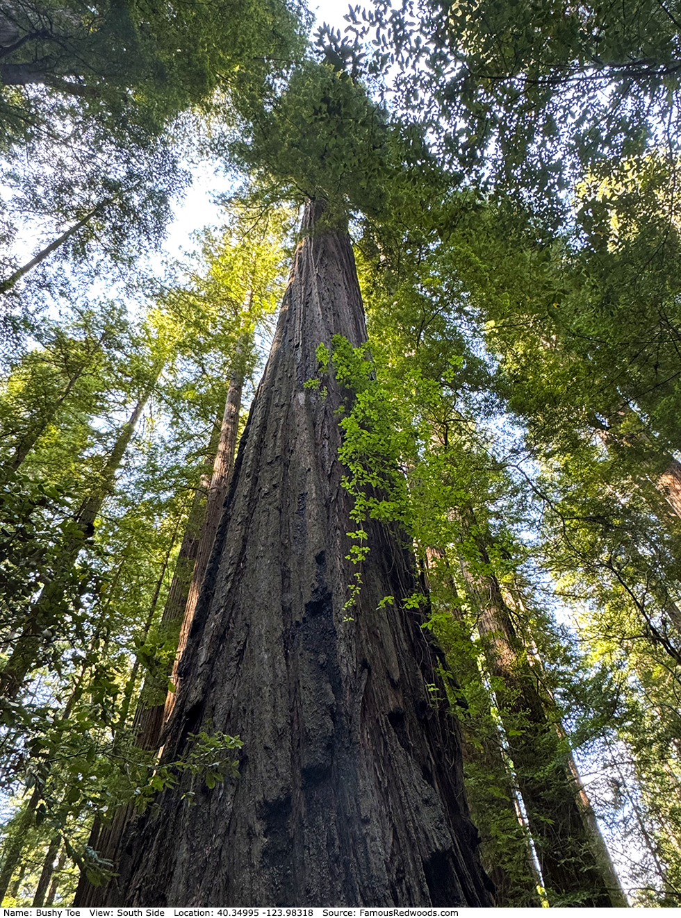 Bushy Toe Tree