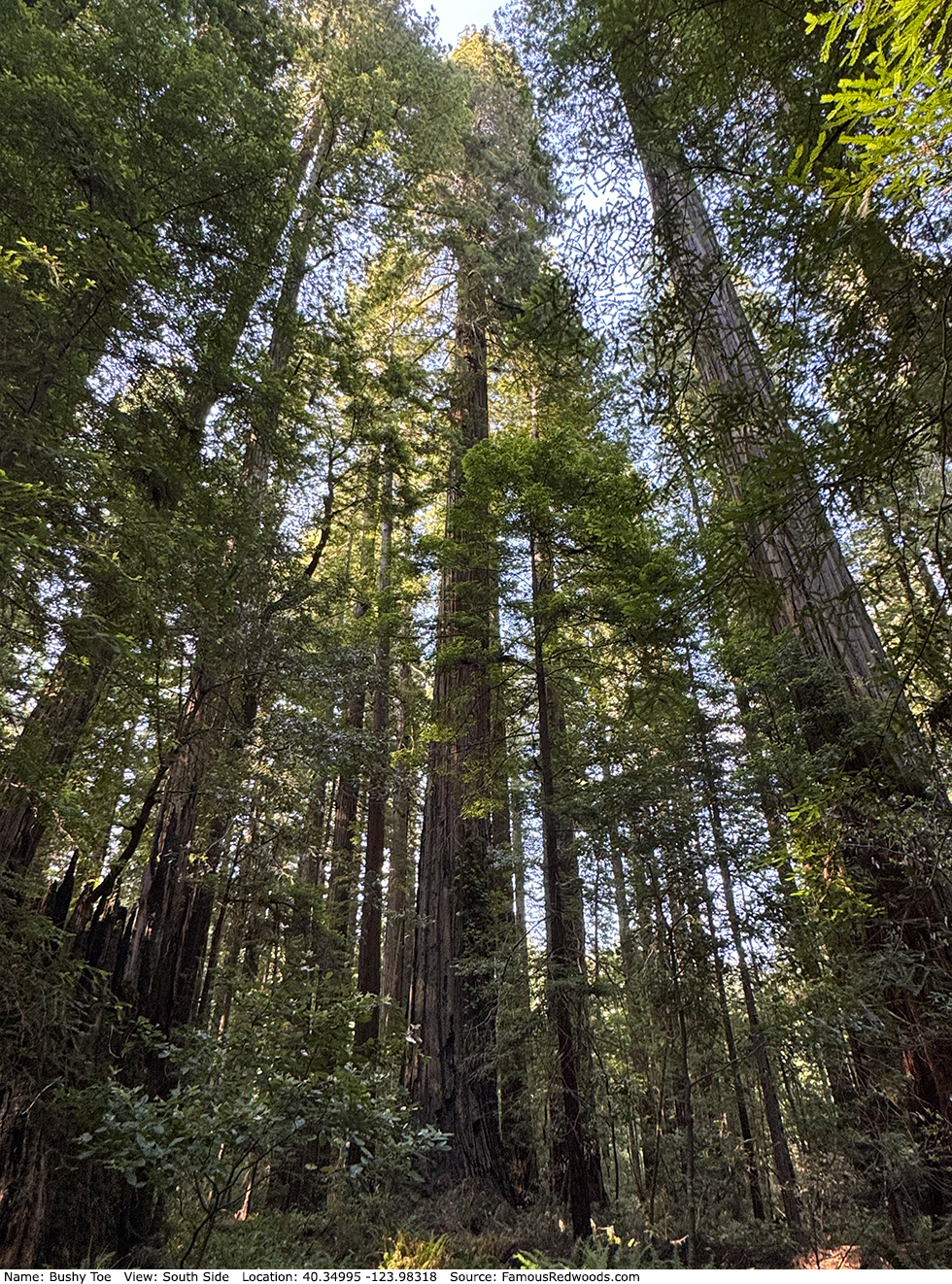 Bushy Toe Tree