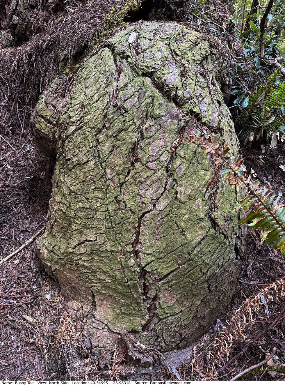 Bushy Toe Tree
