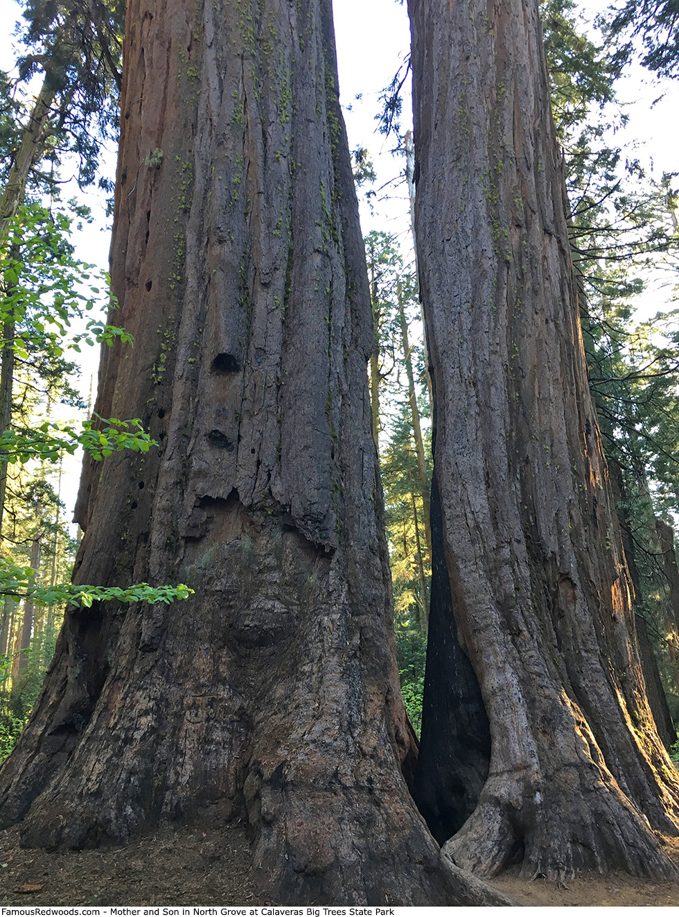 Calaveras Big Trees State Park - Mother and Son Trees