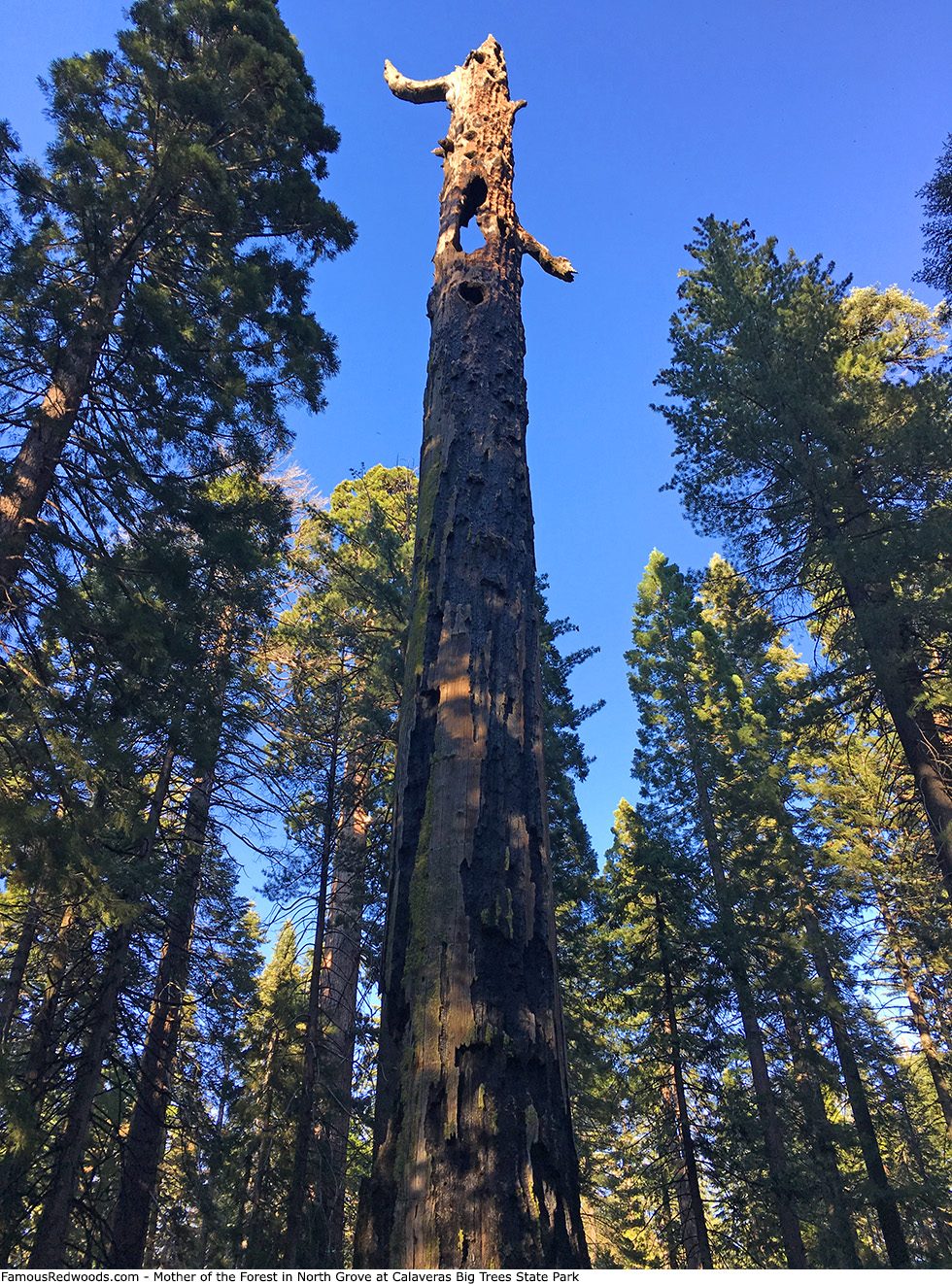 Calaveras Big Trees State Park - Mother of the Forest Tree
