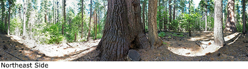 Calaveras King Tree