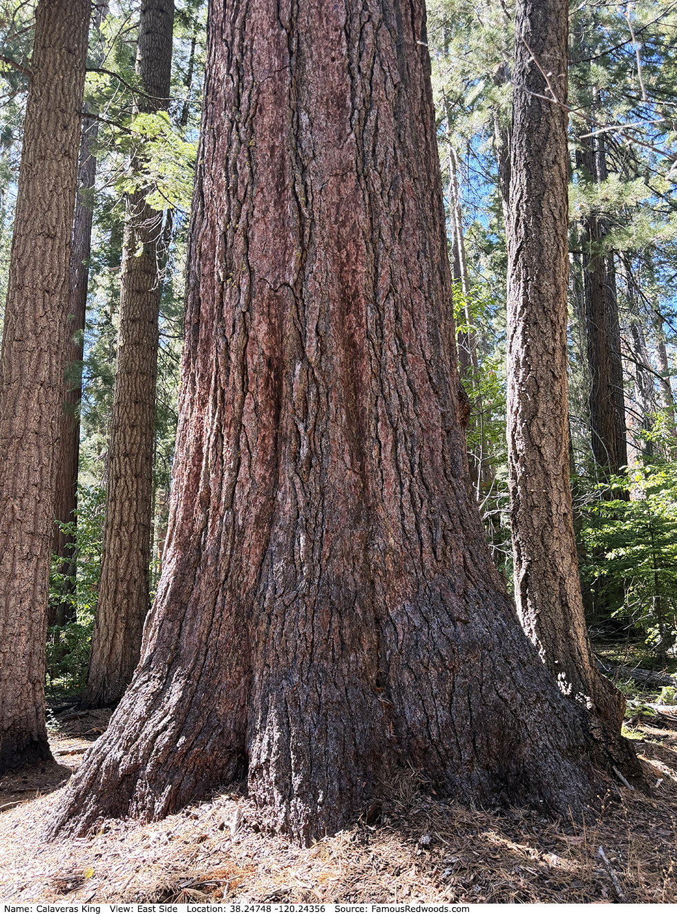 Calaveras King Tree
