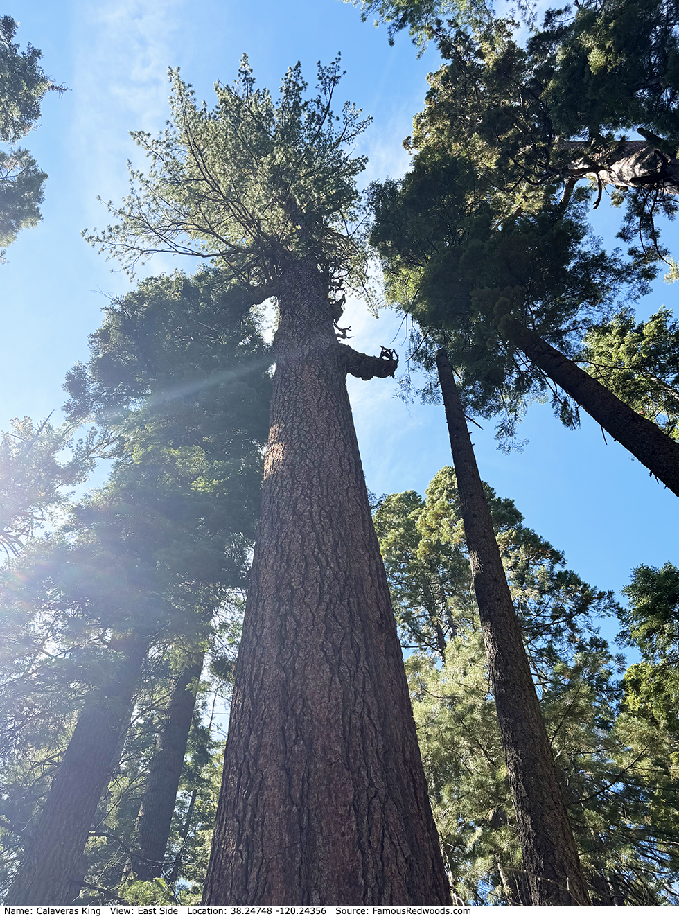 Calaveras King Tree