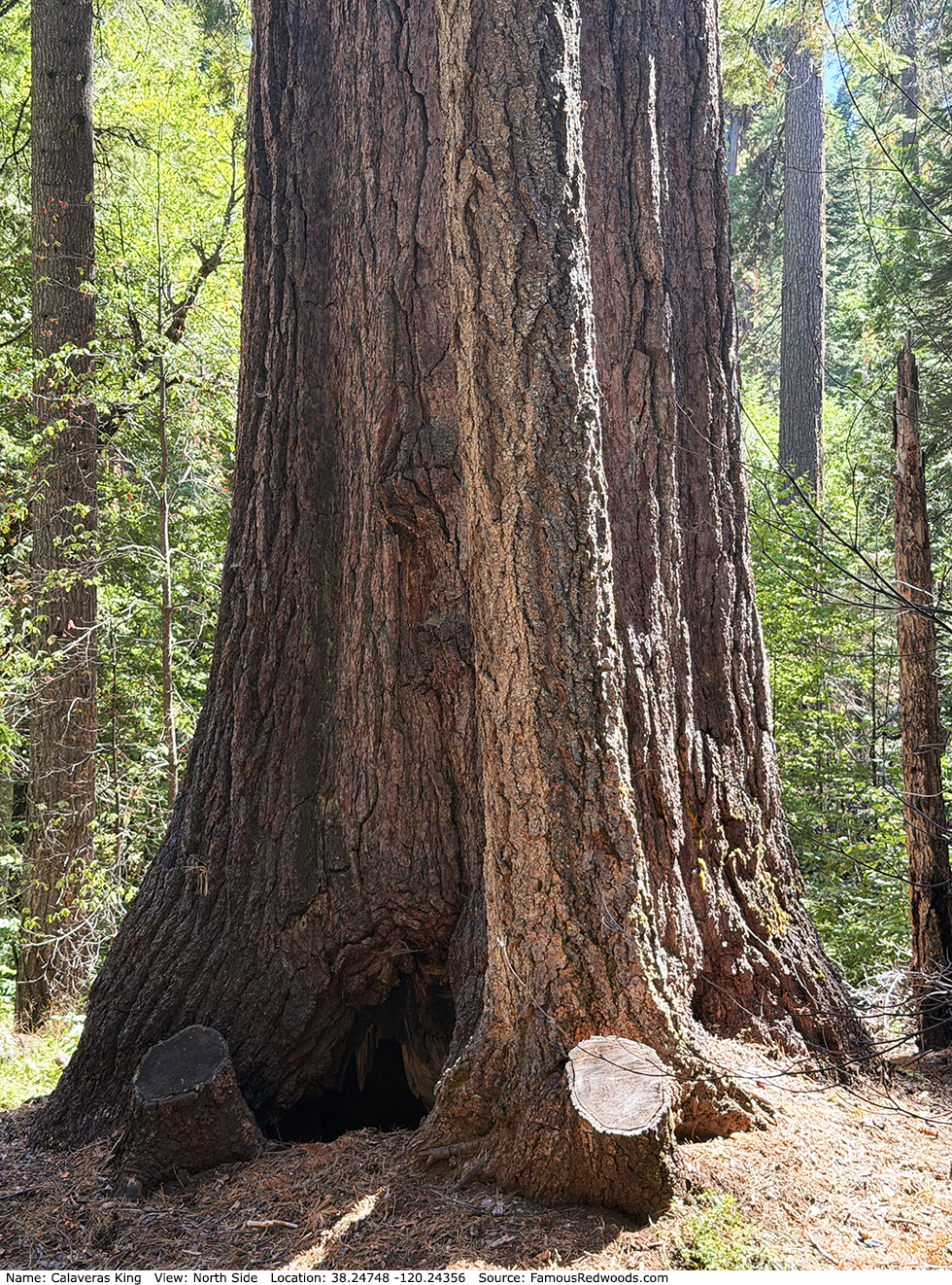 Calaveras King Tree