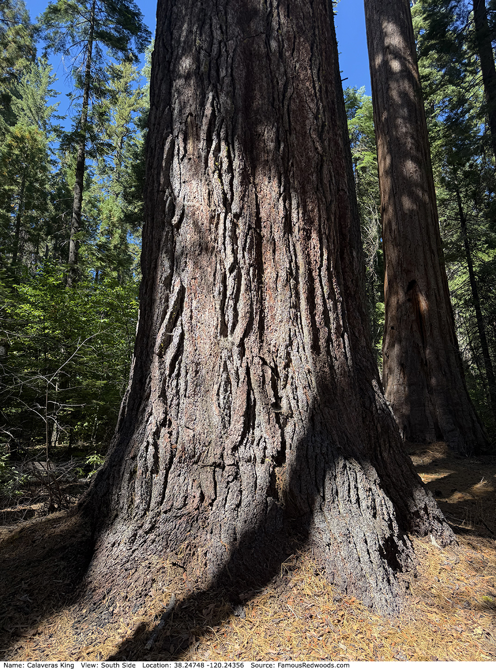 Calaveras King Tree