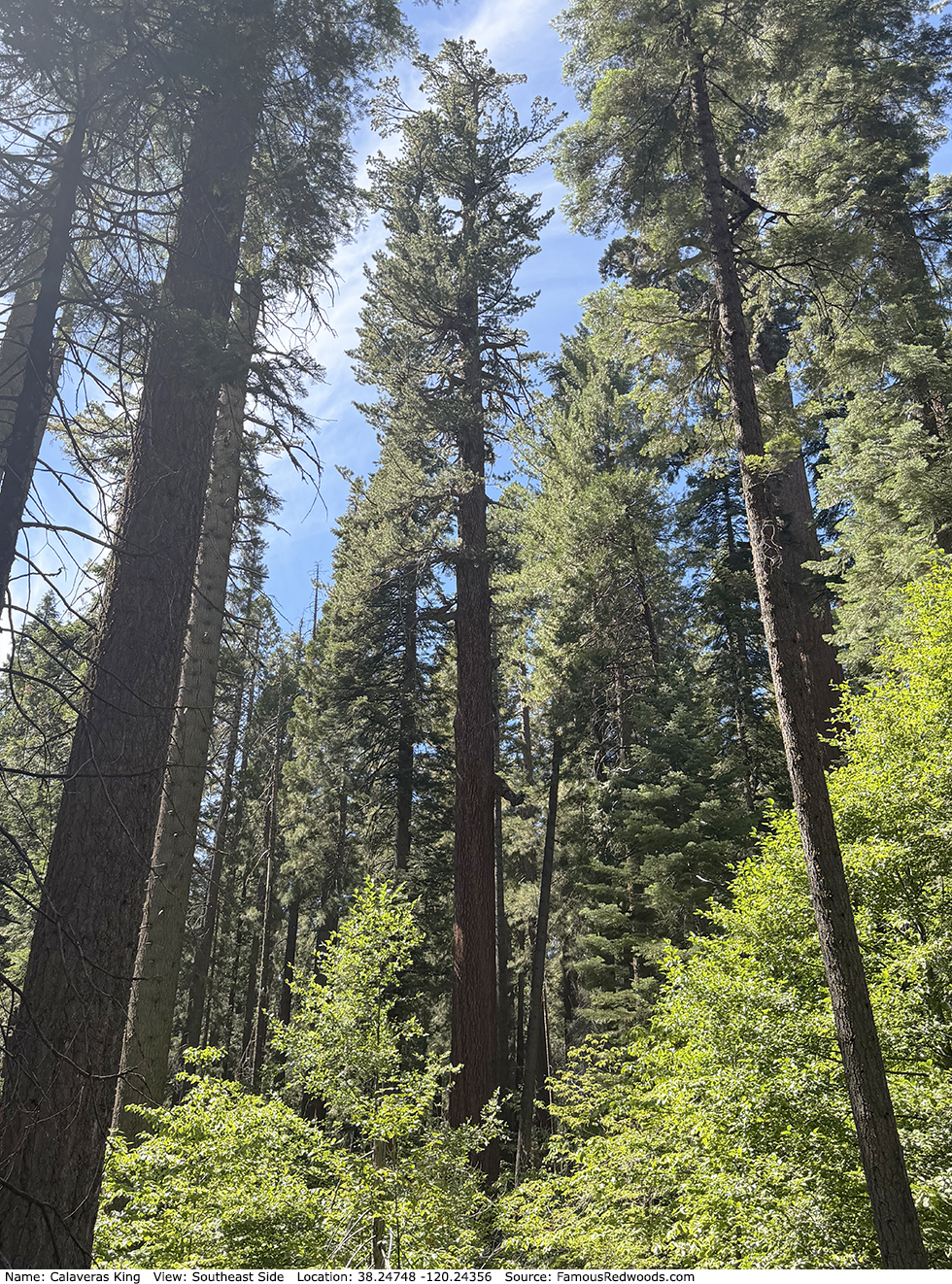 Calaveras King Tree