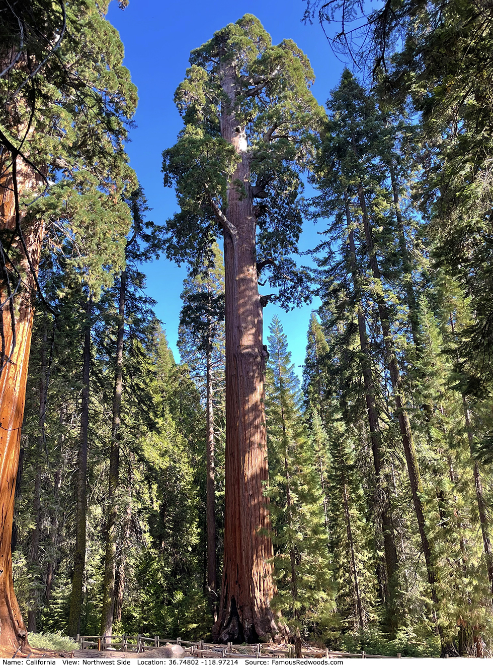 California Tree
