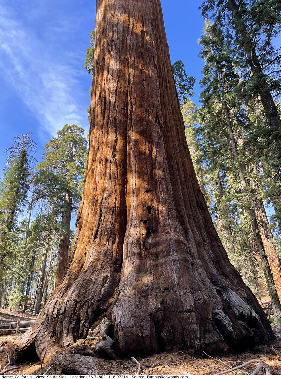 California Tree