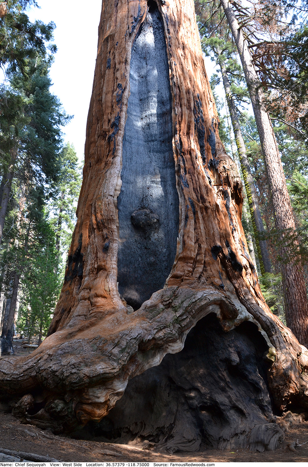 Chief Sequoyah Tree